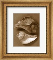 Sensual Shells II Fine Art Print