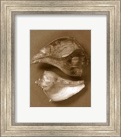 Sensual Shells II Fine Art Print