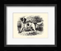 English Setter Fine Art Print