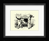 Foxhound Framed Print