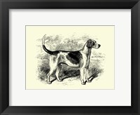 Foxhound Framed Print