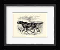 Gordon Setter Fine Art Print