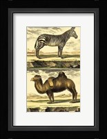 Zebra and Camel Fine Art Print