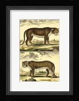 Panther and Leopard Fine Art Print
