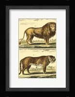 Lion and Tiger Fine Art Print