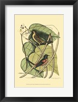 Baltimore Bird and Catalpah Fine Art Print