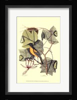 Baltimore Bird and Tulip Tree Fine Art Print