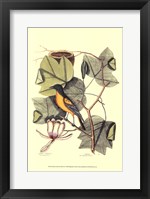 Baltimore Bird and Tulip Tree Fine Art Print
