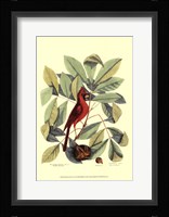 Red Bird and Hiccory Tree Fine Art Print