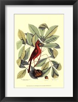 Red Bird and Hiccory Tree Fine Art Print