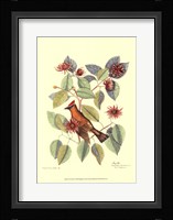 The Chatterer Fine Art Print