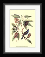 The Blew Grosbeak Fine Art Print