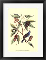 The Blew Grosbeak Fine Art Print