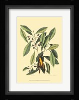 The Carolina Laurus Fine Art Print