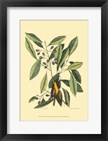 The Carolina Laurus Fine Art Print