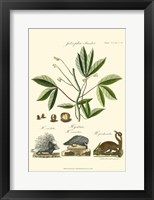 Naturalist Study I Fine Art Print