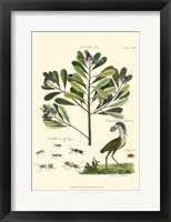 Naturalist Study II Fine Art Print
