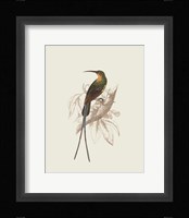 Hummingbird V Fine Art Print