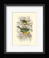 Blue Titmouse Fine Art Print