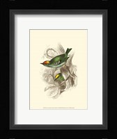 Fire-Crowned and Common Goldcrest Fine Art Print