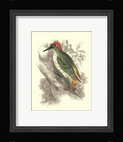 Green Woodpecker Fine Art Print