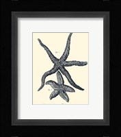 Indigo Starfish I Fine Art Print