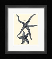Indigo Starfish II Fine Art Print