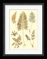 Fern Impressions II Fine Art Print
