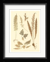 Fern Impressions III Fine Art Print