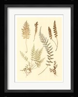 Fern Impressions IV Fine Art Print