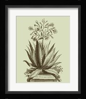 Vintage Aloe I Fine Art Print