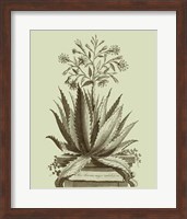 Vintage Aloe I Fine Art Print