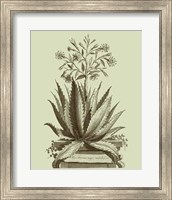 Vintage Aloe I Fine Art Print