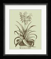 Vintage Aloe II Fine Art Print