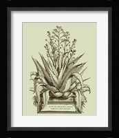 Vintage Aloe IV Fine Art Print