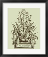 Vintage Aloe IV Fine Art Print