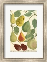 Plentiful Pears I Fine Art Print
