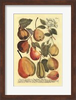 Plentiful Pears II Fine Art Print