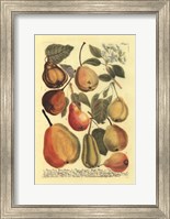 Plentiful Pears II Fine Art Print