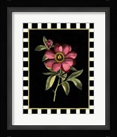 Besler Pink Peony IV Fine Art Print