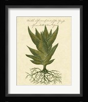 Thornton Exotics I Fine Art Print