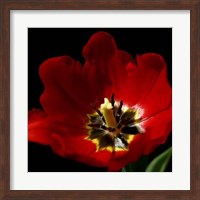 Shimmering Tulips II Fine Art Print