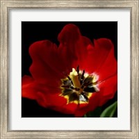 Shimmering Tulips II Fine Art Print