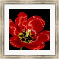 Shimmering Tulips III Fine Art Print