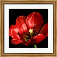 Shimmering Tulips IV Fine Art Print