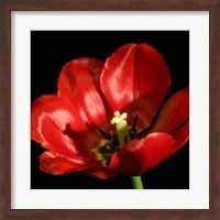 Shimmering Tulips IV Fine Art Print