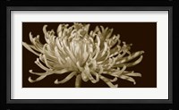 Mammoth Mums I Fine Art Print