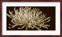 Mammoth Mums I Fine Art Print