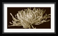 Mammoth Mums II Fine Art Print