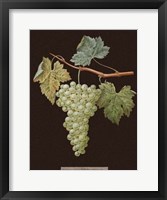 White Grapes Fine Art Print